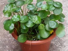 android_upload_pic-北京盘古七星酒店