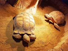 -绿色星球动物主题公园