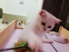 -十年猫舍·猫咪专门店(普陀店)