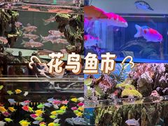 -沈阳北市场花鱼古玩城