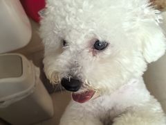 -翊宠yipet猫狗购宠庄园犬舍•猫舍