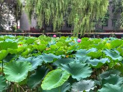 -四川大学(望江校区)