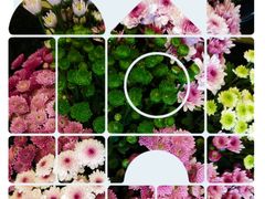 -静岸花卉园艺(三星坊店)