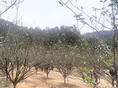 -南国桃园旅游度假区