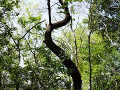 -上海佘山国家森林公园天马山园