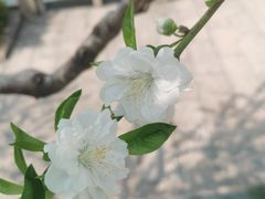 -西湖公园(鼓楼区)