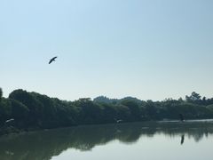 -大湾区中央湿地公园