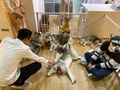 -Husky Go! 哈士奇体验馆·宠物咖啡厅狗咖