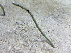 -大阪海游馆