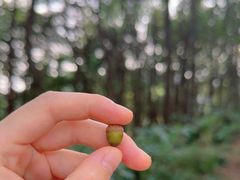 -冶父山国家森林公园