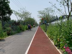 -上海长兴岛郊野公园