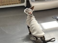 -Bastet sally猫舍购宠(静安店)