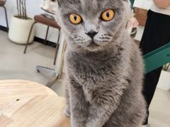 -共舞时光猫咖·狗咖(新街口店)