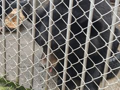 -哈尔滨北方森林动物园