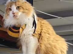 -豆逗聊愈猫阁Easy Life