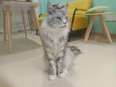 -猫在这儿猫咪咖啡馆·撸猫馆