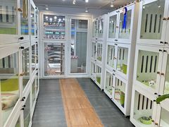 -青奢宠物·青奢猫舍