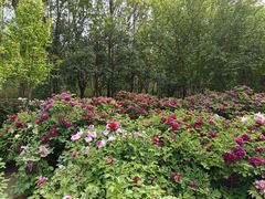-洛阳市隋唐城遗址植物园