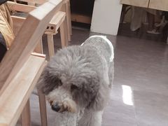 -沏点Trattoria意大利餐厅(新街口店)