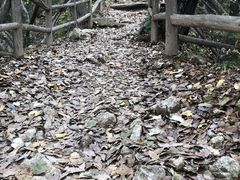 -王顺山国家森林公园