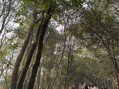 -灵顺寺