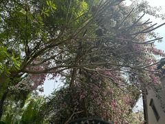 -深圳国际园林花卉博览园