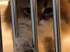 -柚子猫舍·精品猫舍购猫·猫咪认养·购宠·宠物店