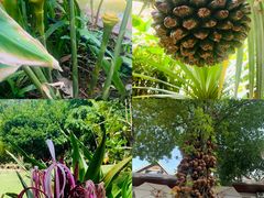 -中国科学院西双版纳热带植物园
