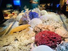 -贝林大翅鲸简餐厅(国家海洋博物馆店)