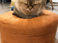 -柴迷FANS CLUB·柴犬狗咖·猫咖