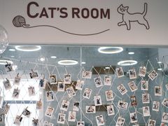 -喵园·猫主题咖啡厅·撸猫·猫咖(国贸店)