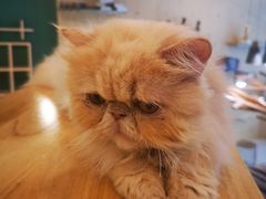 -飞行喵MR PILOT|猫舍·猫咖(静安大融城店)