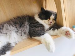-Catmate·猫肥家润(金润铂宫店)