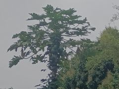 -三溪村