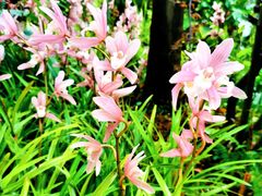 -深圳仙湖植物园