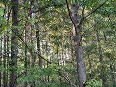 -桤木河湿地公园