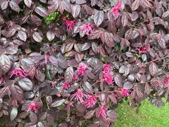 -上海中医药大学附属曙光医院(东部)