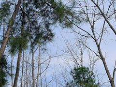 -合肥滨湖国家森林公园