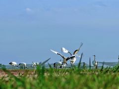 -盐城丹顶鹤湿地生态旅游区