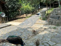 -南京老山国家森林公园