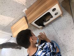 -喵园·猫主题咖啡厅·撸猫·猫咖(国贸店)