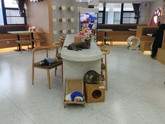 -喵园·猫主题咖啡厅·撸猫·猫咖(国贸店)