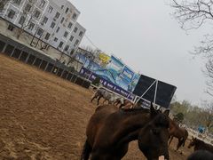 -大连凯洋马术俱乐部有限公司