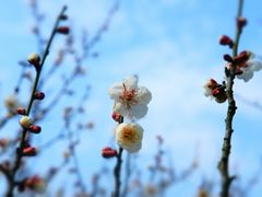 -香雪海