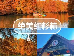 -上海海湾国家森林公园