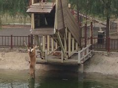 iphone_upload_pic-北京鹿世界主题园