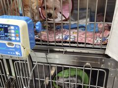 -瑞派名望24h动物医院异宠专科·猫专科·骨科·重症监护分院