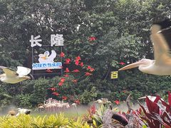 -广州长隆飞鸟乐园