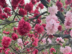 -桃花堤公园