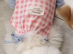 -柴犬小屋·柴餐厅·狗咖食堂(金鼎广场店)